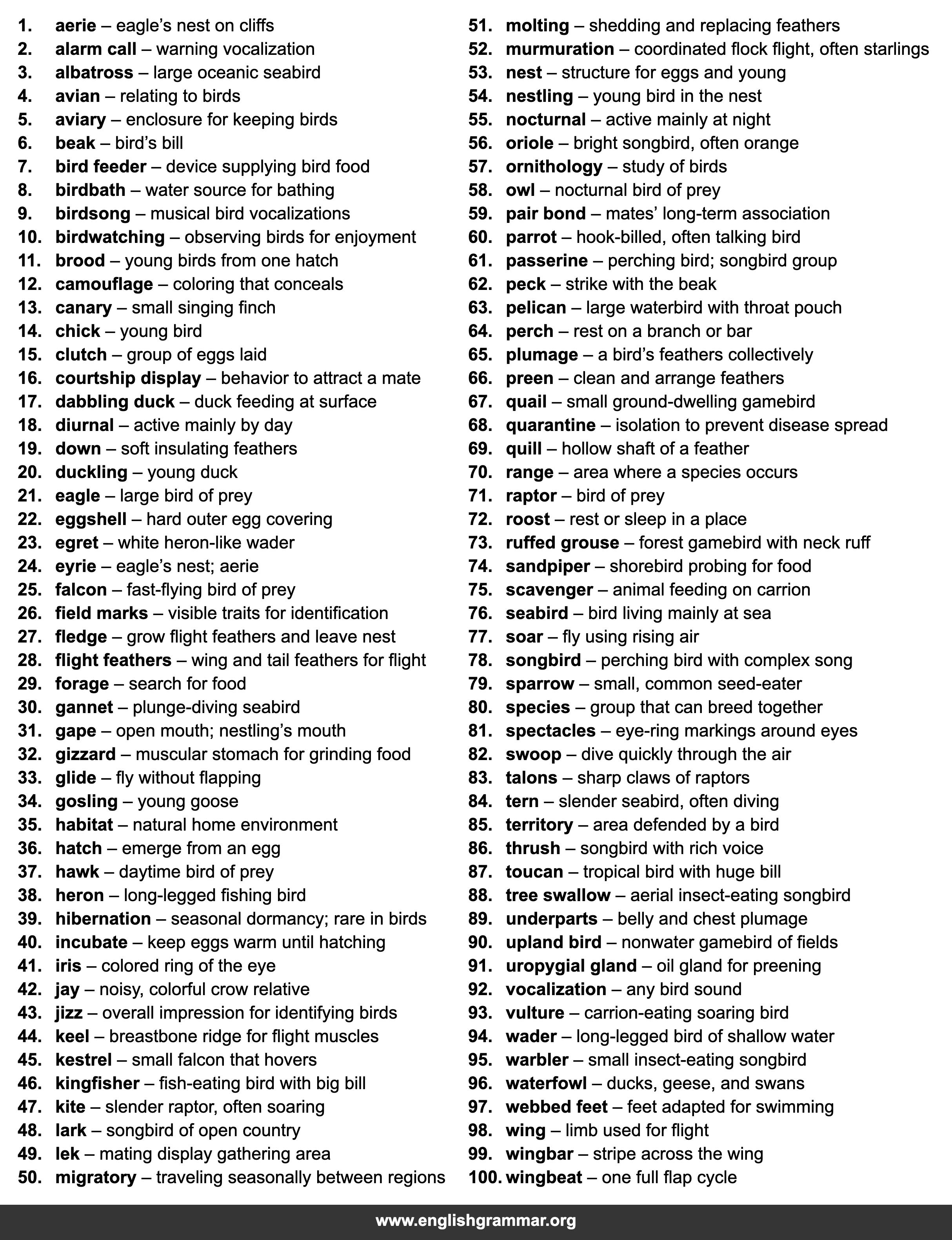 100 Words Related to Birds