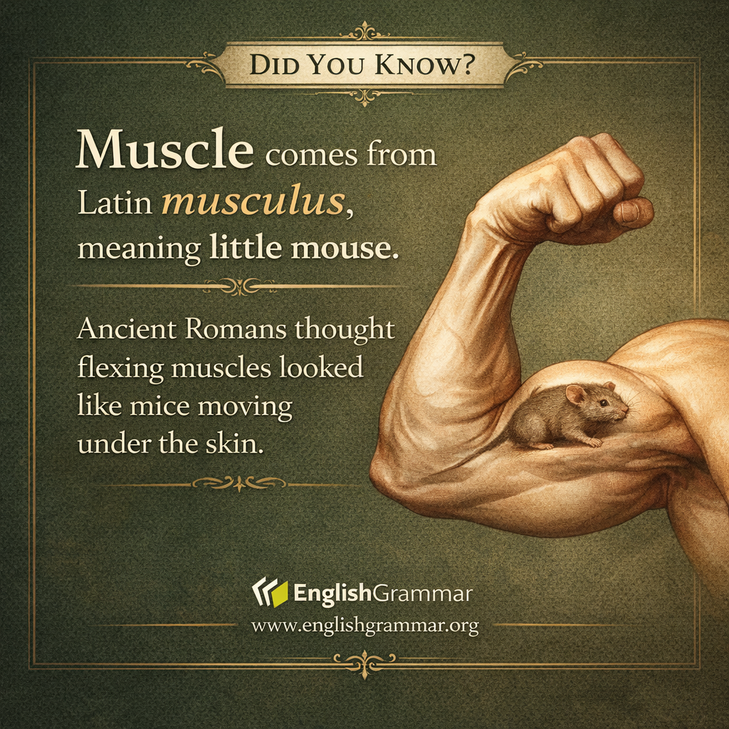 “Muscle” originally meant “little mouse.”