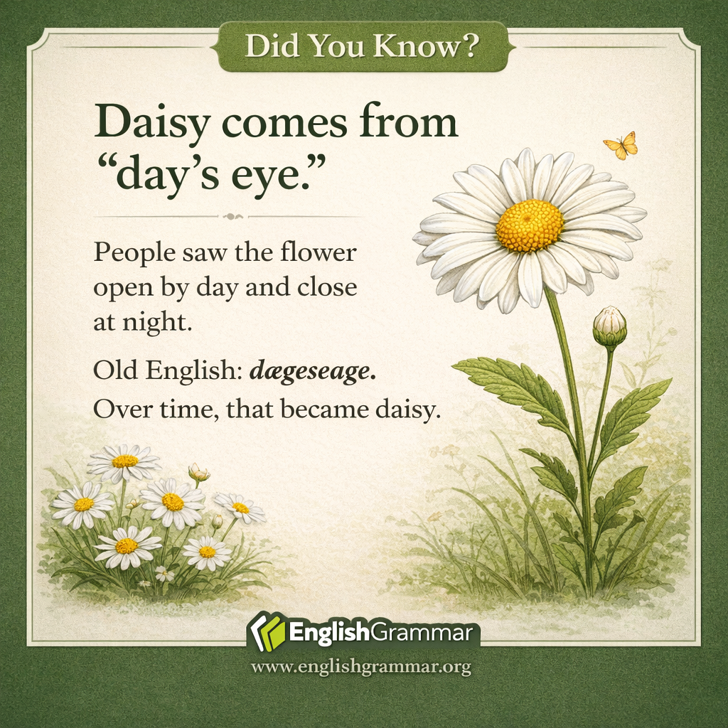 Daisy means "day's eye"