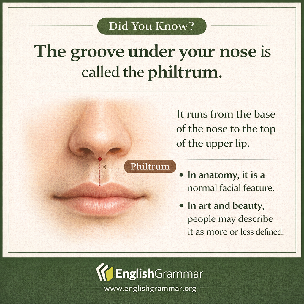 Philtrum: the name of the groove under your nose