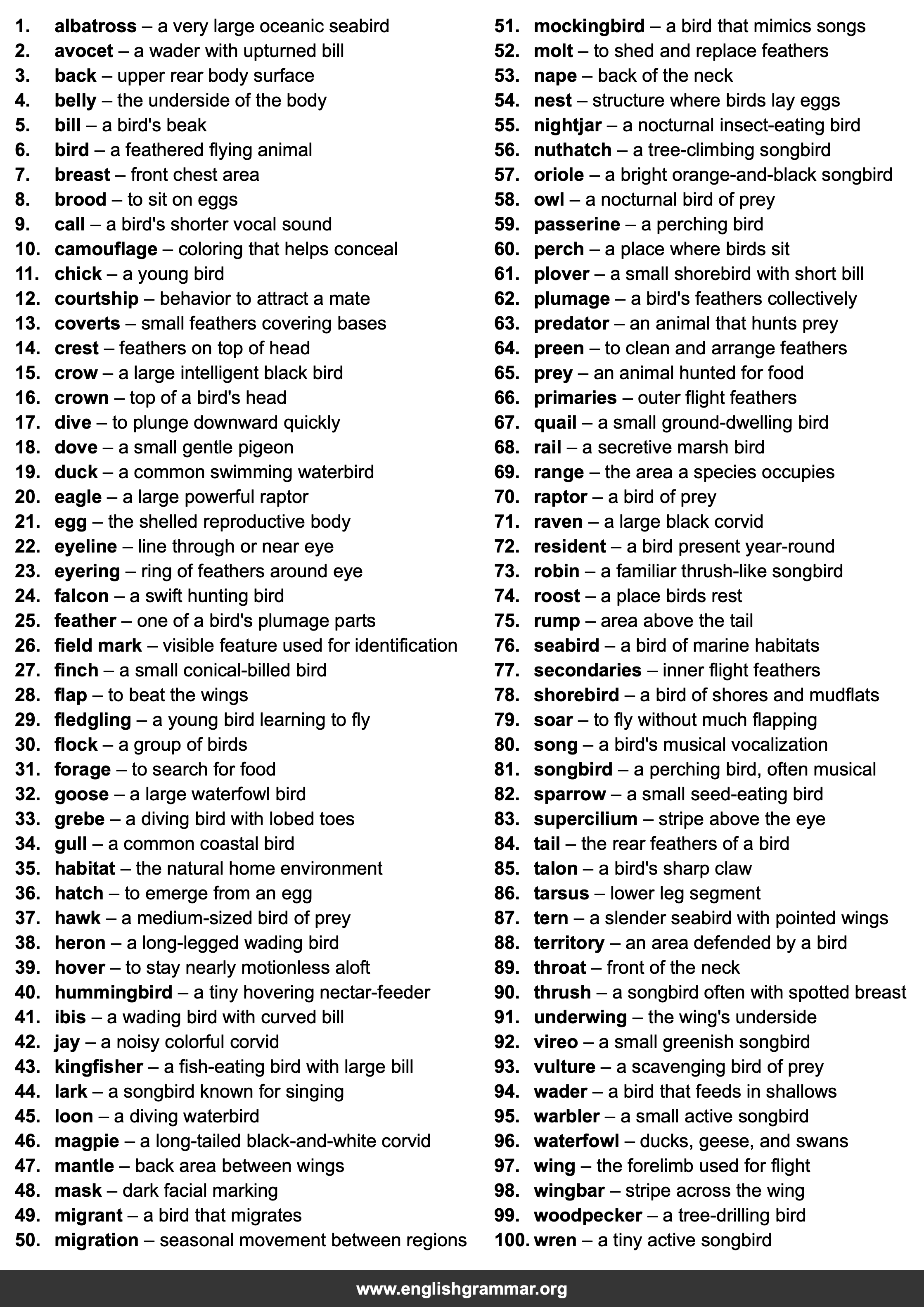 100 Words Every Birdwatcher Should Know