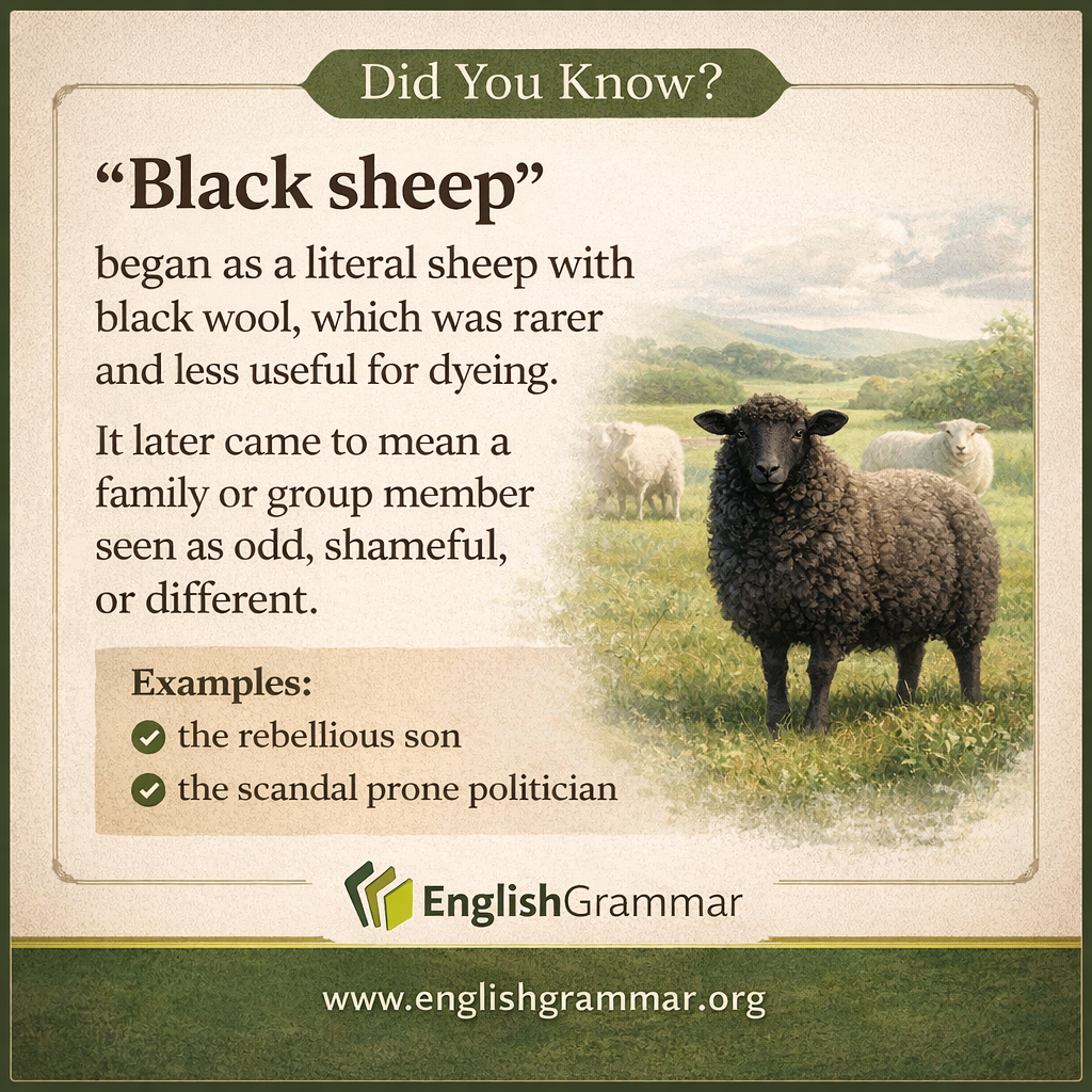 The origin of "black sheep"