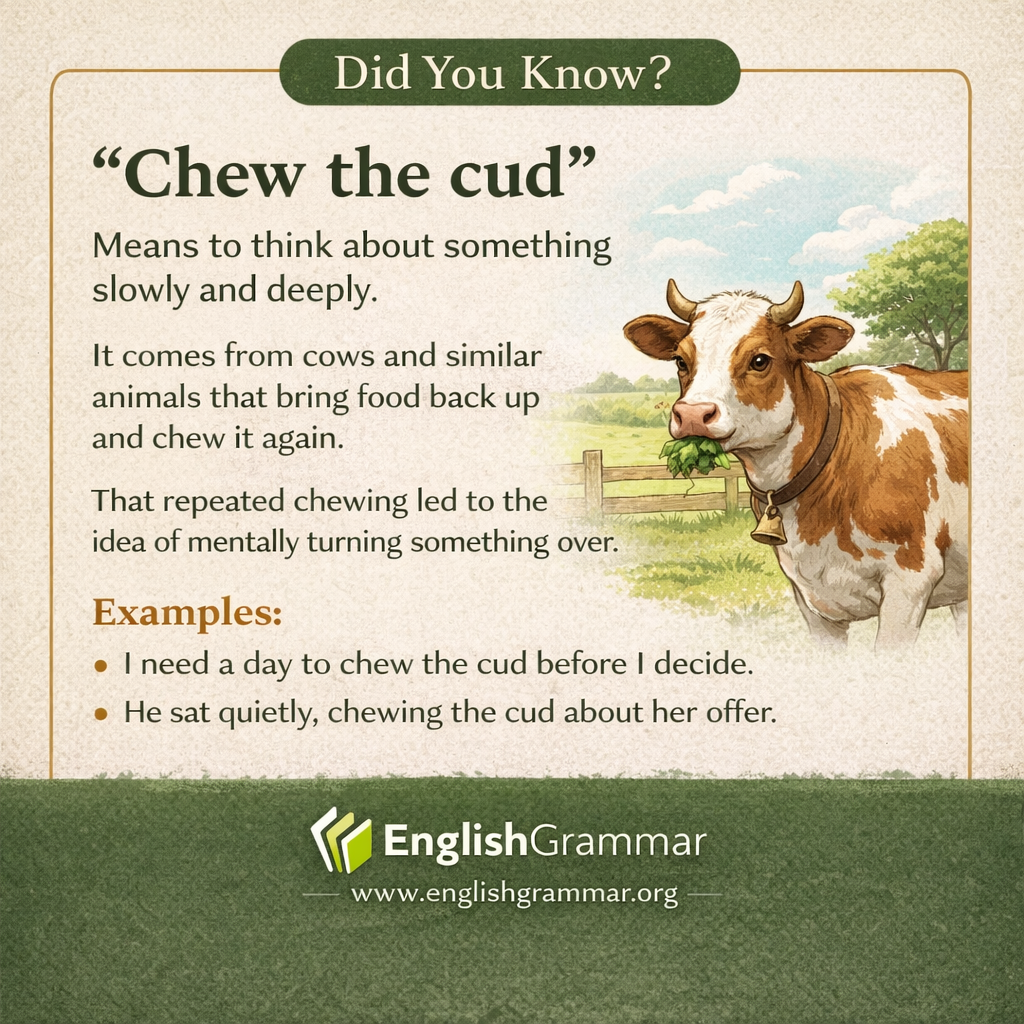 The origin of "chew the cud"