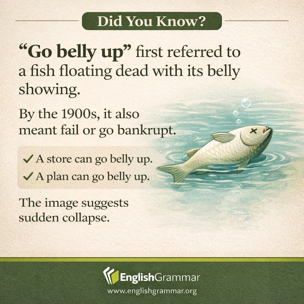 The origin of "go belly up"