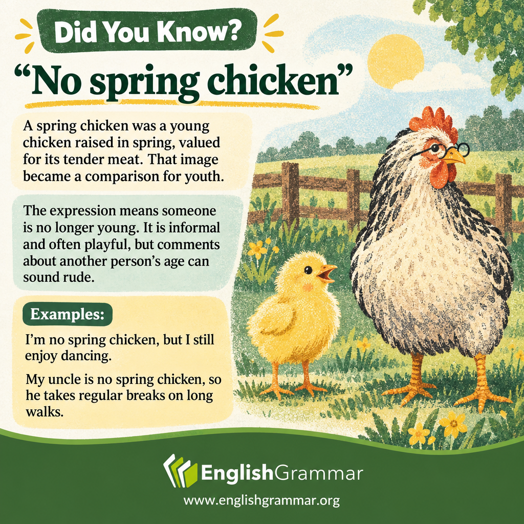 The origin of "no spring chicken"
